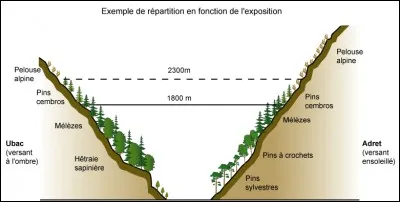 Que peut-on dire concernant la répartition des végétaux en montagne ?