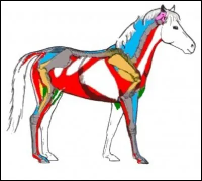 Les muscles représentés en vert sont les muscles...