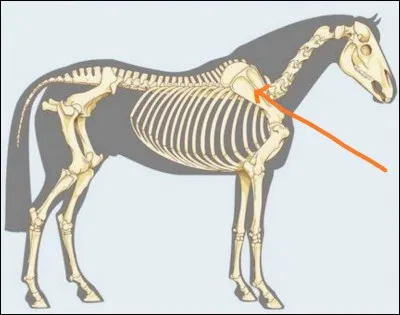 Comment se nomme cet os ?