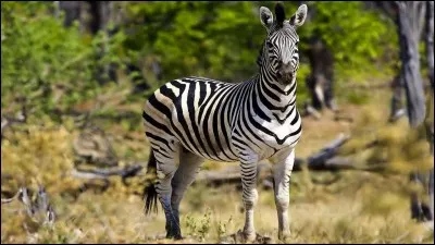 Sur quel continent le zèbre est-il le plus vu ?