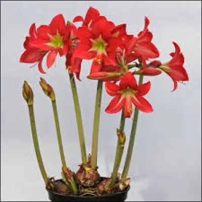 Quelles sont ces fleurs ?