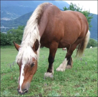 Ce cheval est...