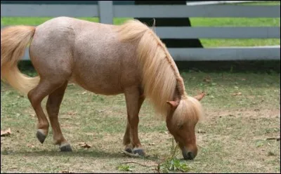 Ce cheval est dit ... ou ...