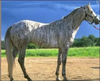 Ce cheval est... Cela fait partie de la famille des...