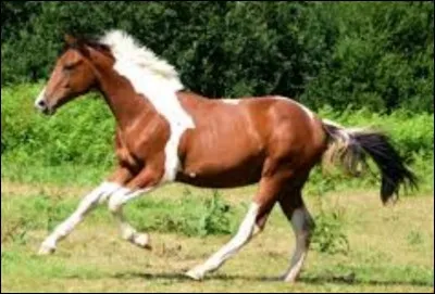 Ce cheval est... cela fait partie des...