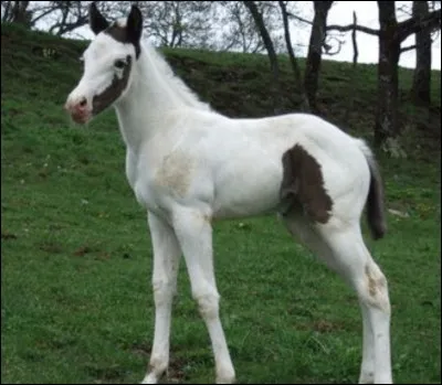 Ce poulain est...