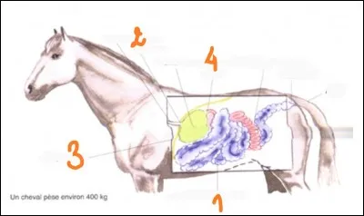Que représente dans l'ordre les numéros 3 et 4 ?