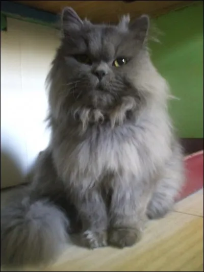 Et la race avec de longs poils est...