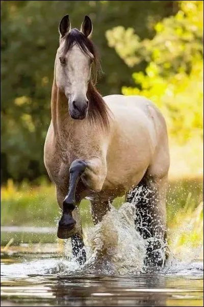 Quelle est la couleur de ce cheval ?