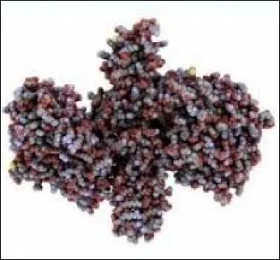 Quelle est la particularité de la toxine botulique ?