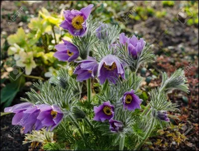 "Le Grand Chemin" est le titre d'un film joué par Anémone.