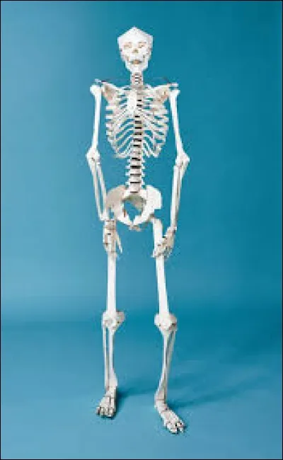 SVT - Lequel de ces os ne se situe pas dans l'avant-bras ?