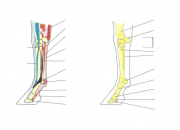 Quiz Galop 5 - Tendons et ligaments