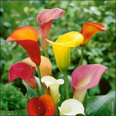 Le cachaça est une boisson brésilienne proche du...