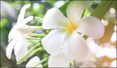 Quel nom polynésien désigne une huile parfumée, obtenue par la macération de fleurs de tiaré, dans l'huile de noix de coco ?