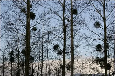 Quel nom porte le petit os mince, quadrilatère, situé sur la paroi interne de l'orbite ?