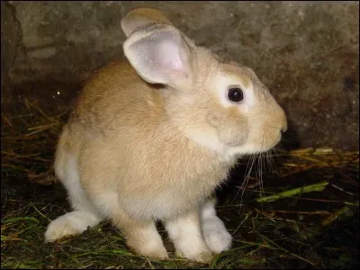 Par quel mot d&eacute;signe-t-on l'&eacute;levage des lapins ?