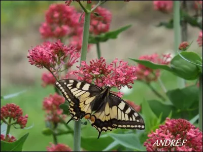 Je suis le plus grands et les plus beaux des Rhopalocères de France et ma chenille est très vorace des Ombellifères.