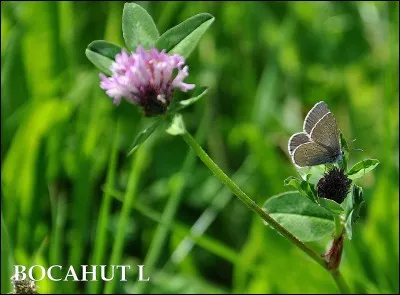 Voici un papillon présent dans les bords de chemin, les prairies ou encore les jardins. Qui suis-je ?