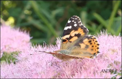 Je suis un véritable migrateur durant la saison estival qui apprécie les chardons ou autres plantes-hôtes ?
