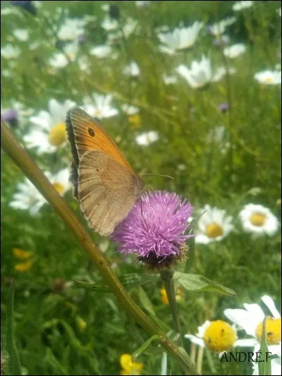 Quel est ce papillon qui assez commun en juin/juillet et qui vit dans les bois clairs, les clairières, les haies ou encore les parcs urbains arborés ?