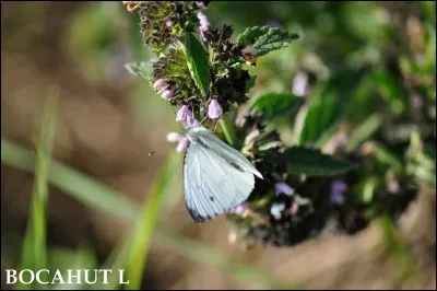 Quel est ce papillon qui fréquente tous les types de milieux fleuris et même tous les genres de milieux lors de ses migrations ?