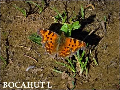 Quel est ce papillon qui affectionne les fruits tombés au sol dans les vergers ?