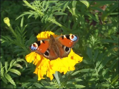 Je suis une espèce très commune, répandue partout, y compris en zone urbaine et dans les jardins, qui suis-je ?