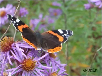 Quel est ce papillon qui est capable de traverser toute la France pour s'y reproduire et pondre sur les Orties dioïque ?