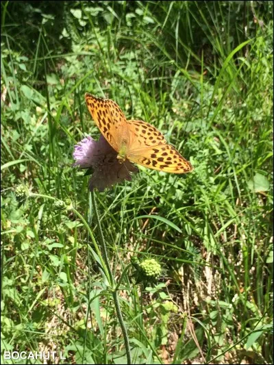 Quel est ce papillon qui affectionne les clairières et les allées forestières ?