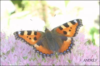 Je suis un papillon qui passe l'hiver dans les anfractuosités d'arbres morts voire souvent dans les granges pour ensuite se reproduire en mars/avril.