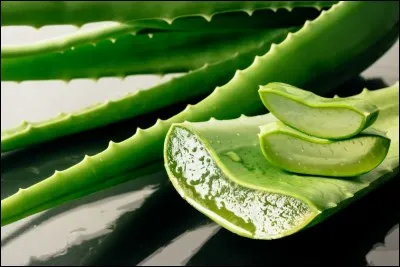 En médecine, le gel transparent extrait des feuilles de l'aloe vera est utilisé pour ...