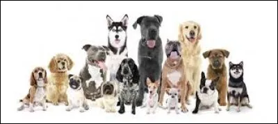 Quelles races font partie du top 10 du classement des races de chiens préférées des français 2018 ?