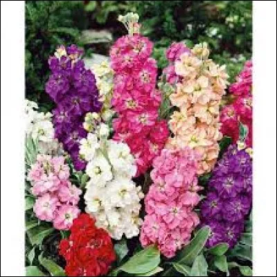 Quelles sont ces fleurs ?