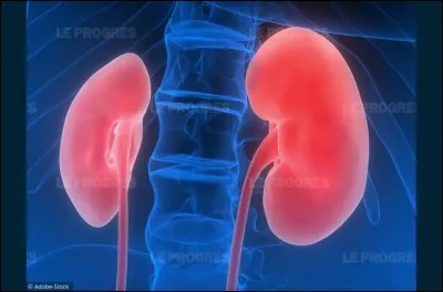 À quel système d'organes appartiennent les reins ?