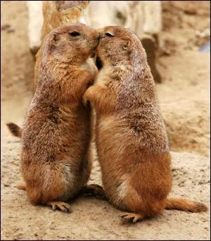 Ces deux adorables animaux sont des ' ... du Colorado'.