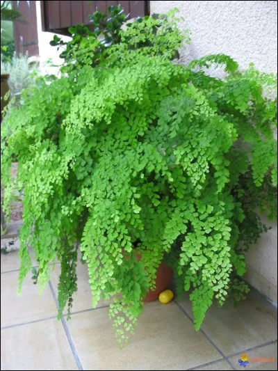 La Capillaire de Montpellier, ou Capillaire cheveux de ... est une fougère qui pousse le long de parois ombragées et humides.