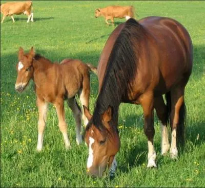 Quelle est cette race ?