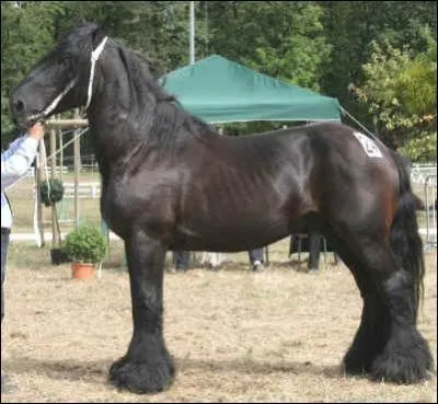 Quelle est cette race ?