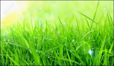 Sont-ils carnivores ou herbivores ?