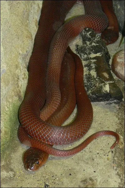 L'Ibère lame, c'est le...