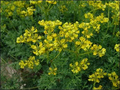 Son coin est tout près, c'est la...