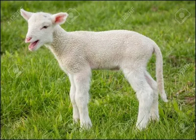 Fût tout en haut, c'est l'...