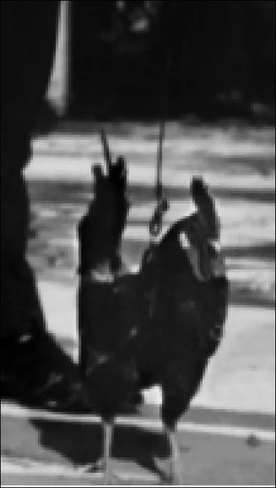 Un film de 1963 avec Louis de Funès dans lequel l'animal est une poule. Quel est ce film ?