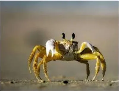 Que signifie l'expression "Marcher en crabe" ?