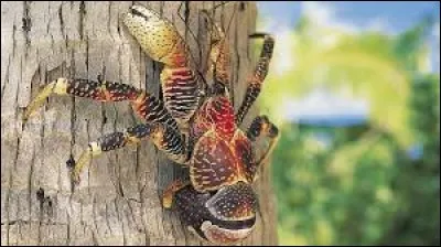 Quel est le nom de cet &eacute;norme crabe ?