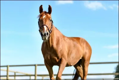 Quel mot caractérise "un cheval qui se défend de l'éperon, qui refuse d'avancer lorsqu'on le lui fait sentir" ?