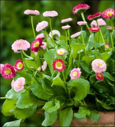 Quel est le nom français de cette plante ?