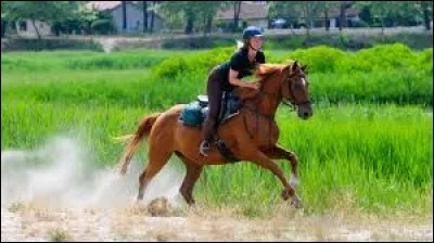 En équitation, qu'est-ce qu'une bombe ?