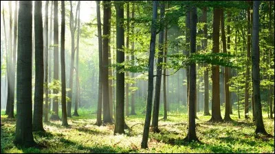 Demain, ma mère et moi irons faire une petite... dans la forêt.